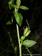 Image of Rothrock's keckiella