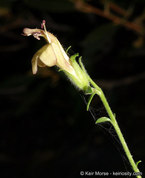 Image of Rothrock's keckiella