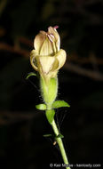 Image of Rothrock's keckiella