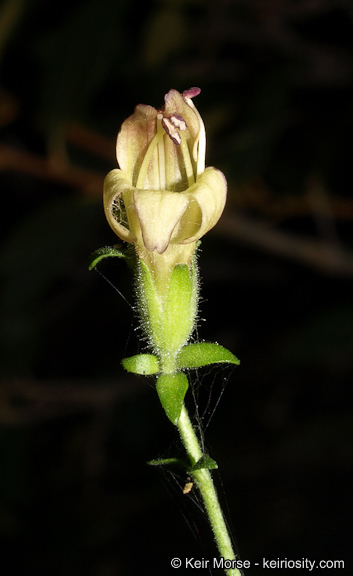 Image of Rothrock's keckiella