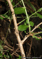 Image of Rothrock's keckiella