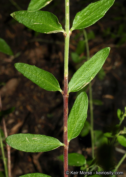 Image of Rothrock's keckiella