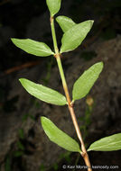 Image of Rothrock's keckiella