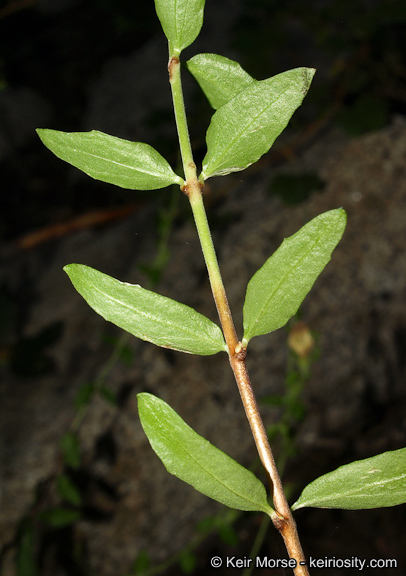 Image of Rothrock's keckiella