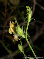 Image of Rothrock's keckiella