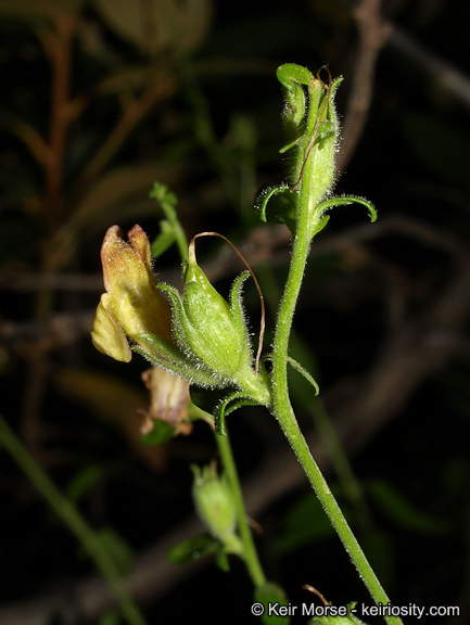 Image of Rothrock's keckiella