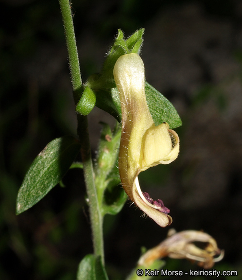 Image of Rothrock's keckiella