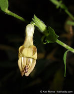 Image of Rothrock's keckiella