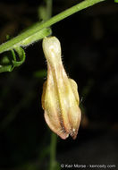 Image of Rothrock's keckiella