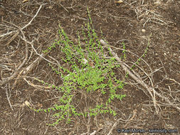 Image of Rothrock's keckiella