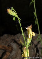 Image of Rothrock's keckiella