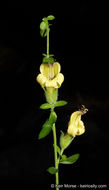 Image of Rothrock's keckiella