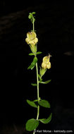 Image of Rothrock's keckiella