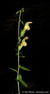 Image of Rothrock's keckiella