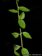 Image of Rothrock's keckiella