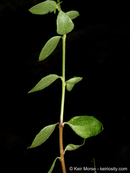 Image of Rothrock's keckiella