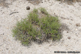 Image of Rothrock's keckiella