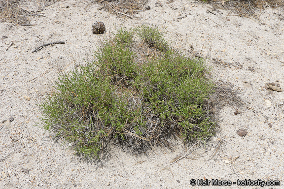 Image of Rothrock's keckiella