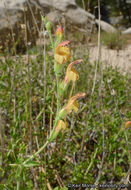 Image of Rothrock's keckiella