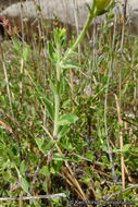 Image of Rothrock's keckiella