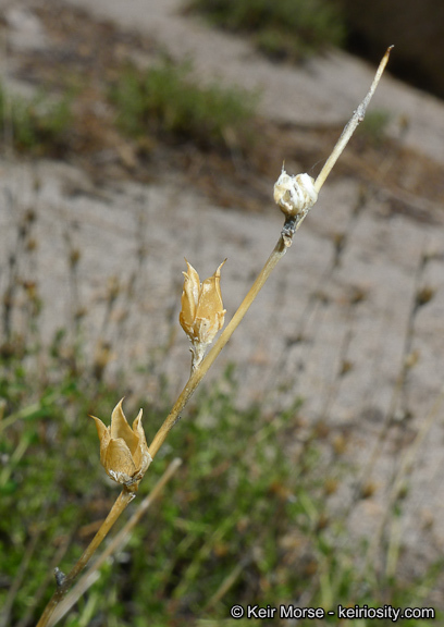 Image of Rothrock's keckiella