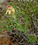 Image of Rothrock's keckiella