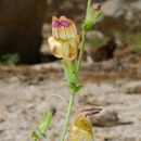 Image of Rothrock's keckiella