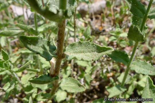 Image of <i>Keckiella <i>rothrockii</i></i> var. rothrockii