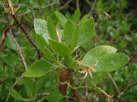 Image of ridgetop naupaka