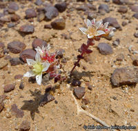 Image of <i>Dudleya brevifolia</i>
