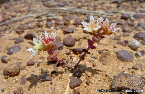 Image of <i>Dudleya brevifolia</i>