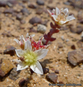 Image of <i>Dudleya brevifolia</i>