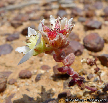 Image of <i>Dudleya brevifolia</i>