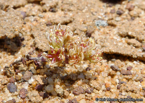 Image of <i>Dudleya brevifolia</i>