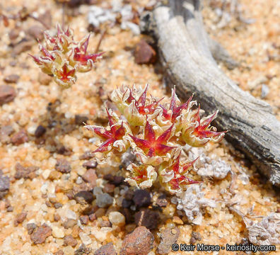 Image of <i>Dudleya brevifolia</i>