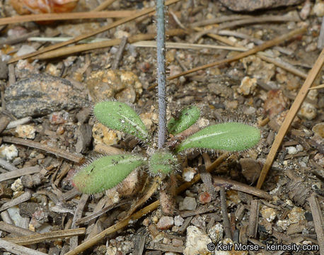 Image of San Jacinto buckwheat