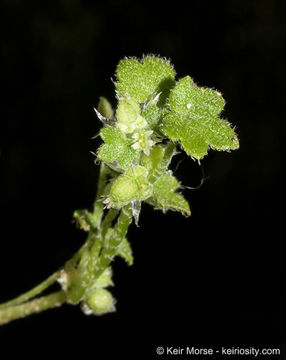 Image of hoary bowlesia