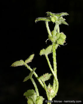 Image of hoary bowlesia