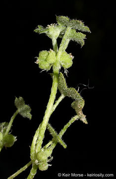 Image of hoary bowlesia