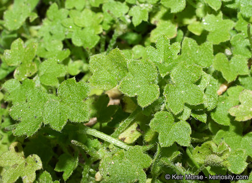 Image of hoary bowlesia