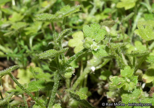 Image of hoary bowlesia