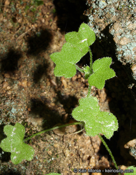 Image of hoary bowlesia
