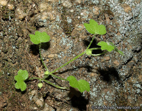 Image of hoary bowlesia