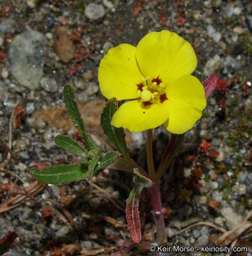 Image de Camissoniopsis bistorta (Nutt. ex Torr. & A. Gray) W. L. Wagner & Hoch