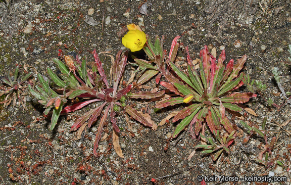 Image de Camissoniopsis bistorta (Nutt. ex Torr. & A. Gray) W. L. Wagner & Hoch