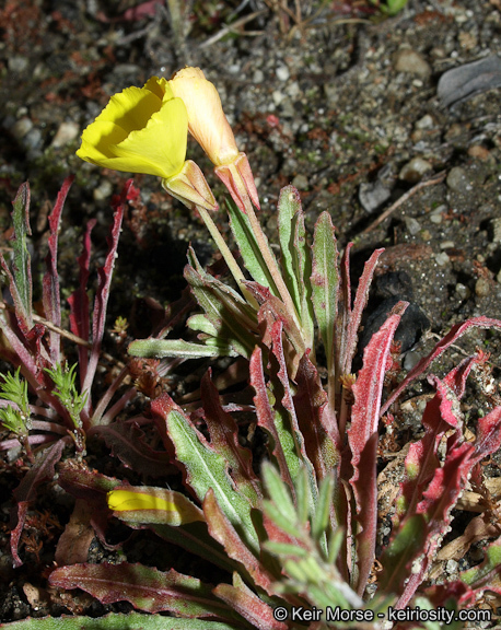 Image de Camissoniopsis bistorta (Nutt. ex Torr. & A. Gray) W. L. Wagner & Hoch