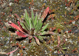 Image de Camissoniopsis bistorta (Nutt. ex Torr. & A. Gray) W. L. Wagner & Hoch