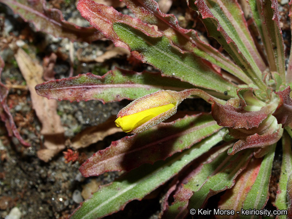 Image de Camissoniopsis bistorta (Nutt. ex Torr. & A. Gray) W. L. Wagner & Hoch