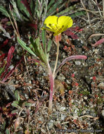 Image de Camissoniopsis bistorta (Nutt. ex Torr. & A. Gray) W. L. Wagner & Hoch