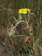 Image de Camissoniopsis bistorta (Nutt. ex Torr. & A. Gray) W. L. Wagner & Hoch